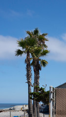 Fototapeta premium palm trees on the beach