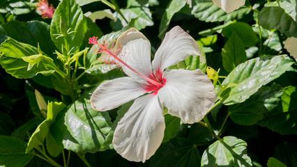 Close up of a beautiful white and pink flower