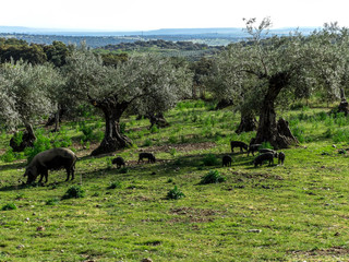 Fototapeta premium paisaje1we