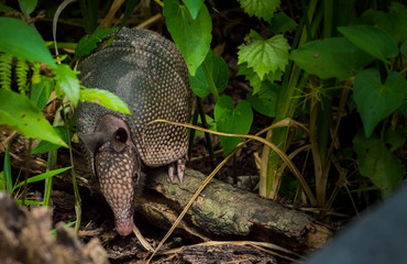 Armadillo