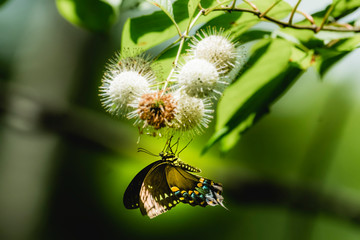 Butterfly on buttonbush