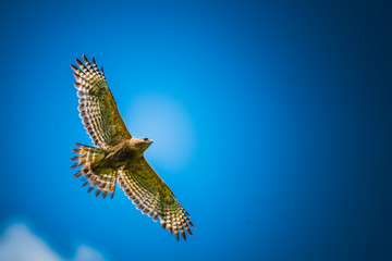 Red shouldered hawk soaring