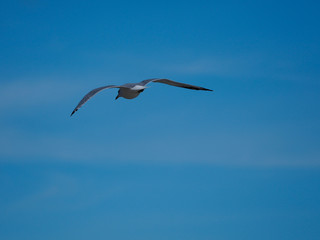 Seagull