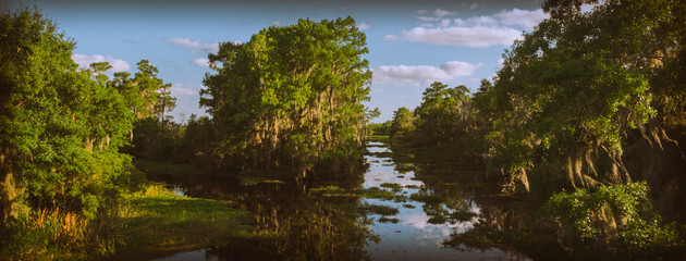 Swamp channel overlook