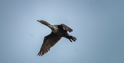 Cormorant soaring