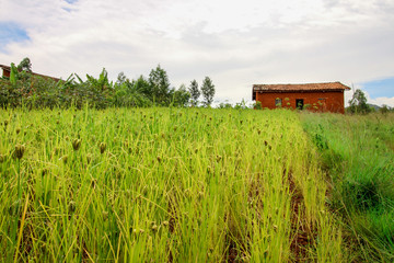 Fototapeta na wymiar Field of Finger Millet with a Small Farmer Home in the background in the Rural area of Burundi
