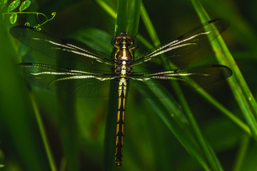 Dragon fly top down shot