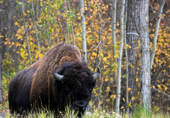 Fototapeta premium Bison 