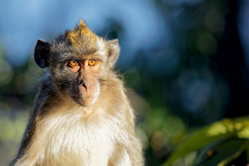 Monkey in Bromo Tengger Semeru National Park