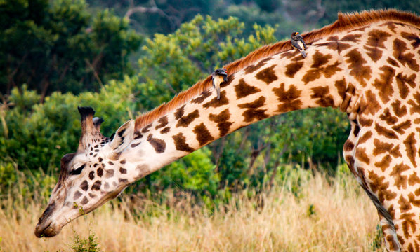Grazing Masai or Kilimanjaro Giraffe - Scientific name: Giraffa tippilskirchi - with Two Yellow-billed oxpeckers -Scientific name: Buphagus africanus - freeriding on his Neck
