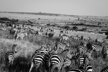 Huge herd of Plains Zebra shot in soft focus to suggest motion