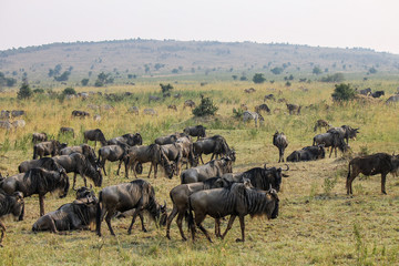 Fototapeta na wymiar Huge herds of Blue or Common Wildebeest or Brindled Gnu - Scientific name: Connochaetes taurinus - in Kenya's Maasai Mara during the Great Migration Season