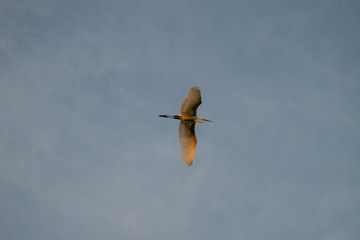 Great Egret flying overhead at sunset