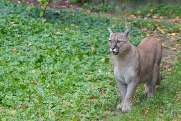 Fototapeta premium Portrait of a beautiful canadian cougar in the autumn forest