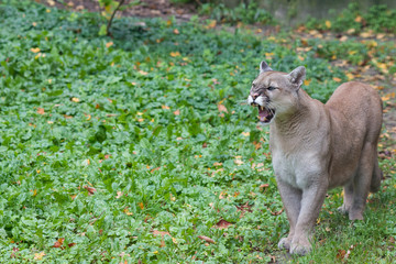 Portrait of a beautiful canadian cougar in the autumn forest