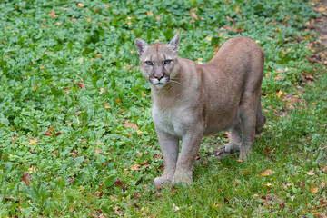 Portrait of a beautiful canadian cougar in the autumn forest