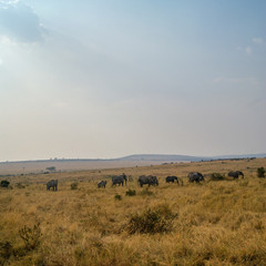 Fototapeta na wymiar Large Family of African Bush Elephants - Scientific name: Loxodonta africana - Walking on the tall grassed Savanna in Kenya's Masai Mara National Reserve
