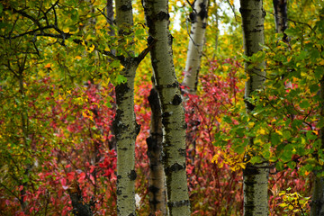 Fall Colored Foliage  