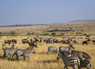 Fototapeta na wymiar Large quantities of Wildlife in Kenya's Masaai Mara National Reserve including Zebra's and Wildebeests