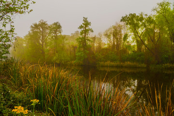 Swamp channel at sunrise