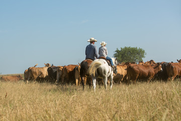 Rancher and son rounding up cattle