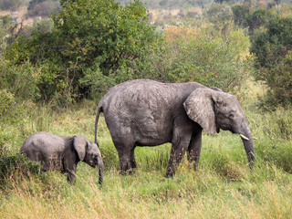Mother and Baby African Bush Elephant - Scientific name: Loxodonta africana - in Kenya's Masai Mara National Reserve