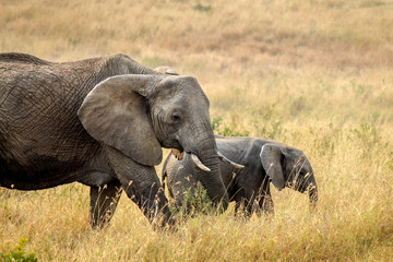Naklejka na ściany i meble Mother and Baby African Bush Elephant - Scientific name: Loxodonta africana - in Kenya's Masai Mara National Reserve
