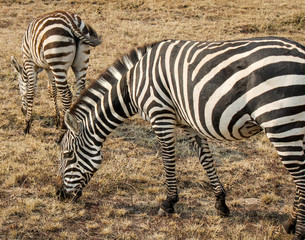 Fototapeta na wymiar Mother and Baby Plains Zebra in a National Reserve in Eastern Africa