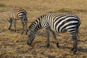 Fototapeta na wymiar Mother and Baby Plains Zebra in a National Reserve in Eastern Africa