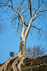 Ta Prohm is a famous landmark in Siem Reap, Cambodia.