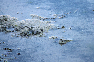 Mudskipper - periophthalmus gracilis - peeking above the water. These fish have evolved to both swim, as well as walk by using their fins