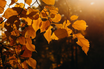 autumn leaves