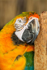 Gold Macaw 