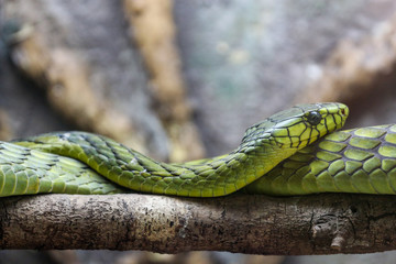 Green Mamba Venomous Snake 