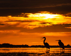 Fototapeta na wymiar Birds egret and heron silhouette at sunset seascape
