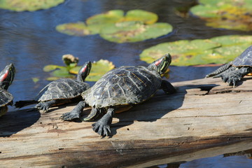 Turtles