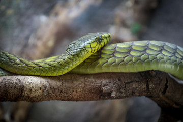 Green Mamba Venomous Snake 