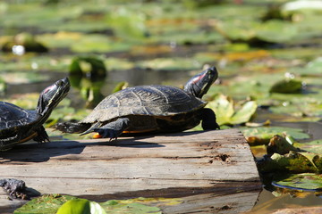 Turtles
