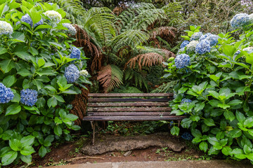 Wooden bench among vegetation of flowers of hortens and fern.