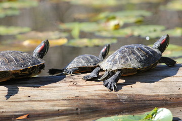 Turtles