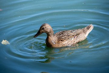 duck in water