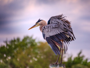 Great Blue heron in the habitat portait