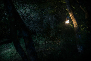 Horror Halloween concept. Burning old oil lamp in forest at night. Night scenery of a nightmare scene.