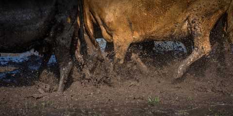 Cows traveling in mud