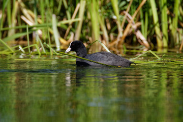 Coot from Gacka River, Croatia
