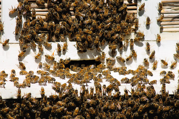 Swarm of honeybees near a beehive