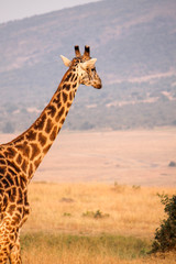 Tall Masai or Kilimanjaro Giraffe - Scientific name: Giraffa tippilskirchi - Seen from Behind Walking through the Savanna