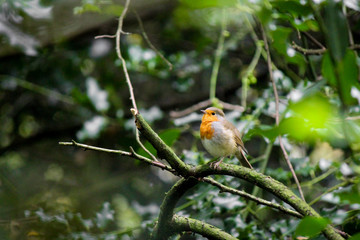 The European or Red Robin Redbreast, Scientific name: Erithacus rubecula, sitting on a Tree Branch