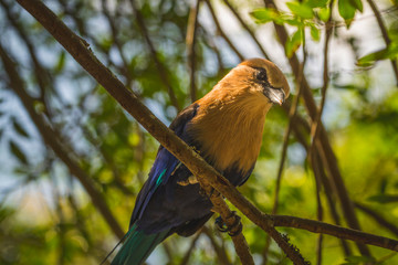 Tropical bird watching over the feeding area