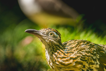 Roadrunner is ready to race